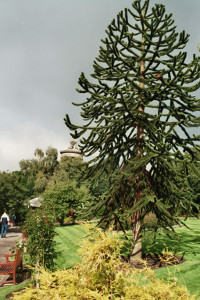 burns garden1 burns garden1